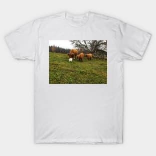 Scottish Highland Cattle Calves and Cat 1838 T-Shirt